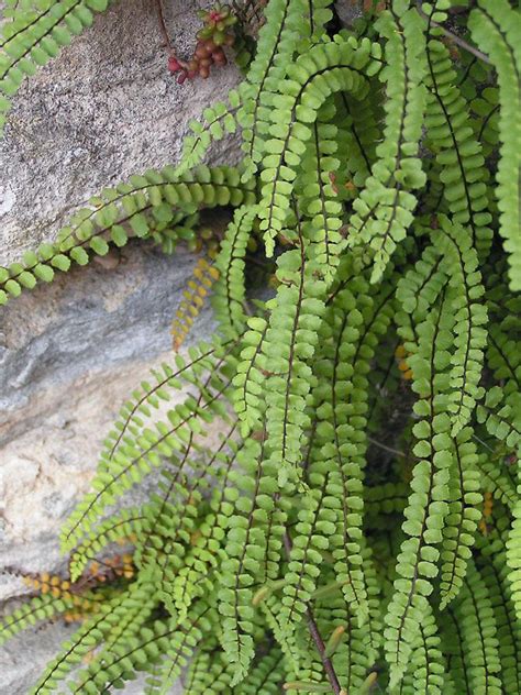 Asplenium trichomanes - photo-gallery - 50/120