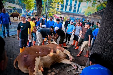 Berbagi Di Idul Adha Pln Distribusikan Daging Kurban Ke Seluruh