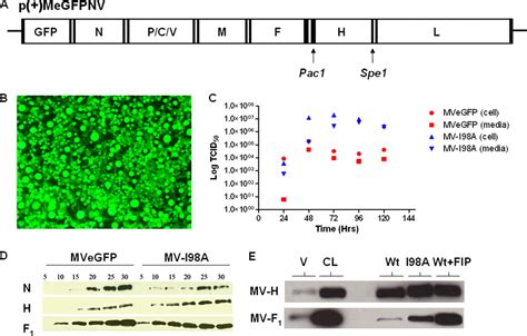 Mutations In The Stalk Region Of The Measles Virus Hemagglutinin