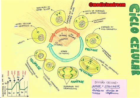 Ciclo Celular Mapa Mental BRAINCP