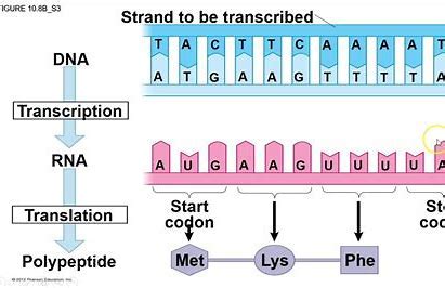 DNA Transcription Explained | ChemTalk