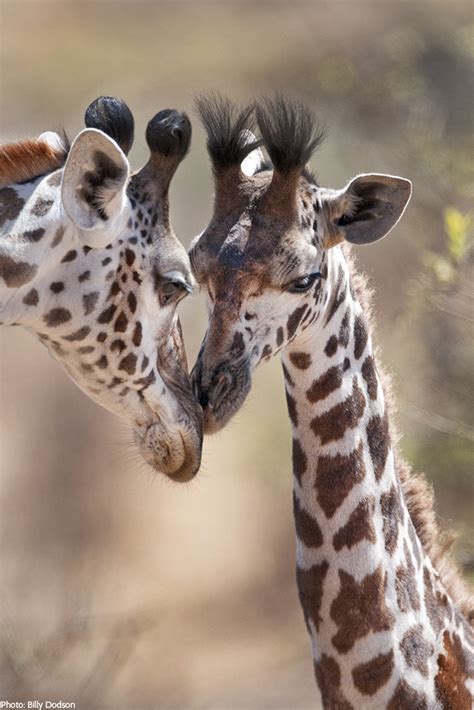 The world’s tallest mammal is at risk of becoming extinct in the wild – Artofit