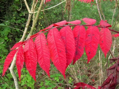 SUMAC DE VIRGINIE RHUS TYPHINA La Nature En Lorraine Au Fil Des Saisons