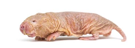 Naked Mole Rat Hairless Rat Isolated Wihte Stock Photo Lifeonwhite