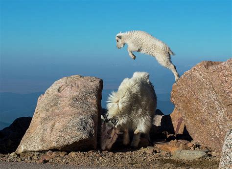 Baby Mountain Goat Climbing