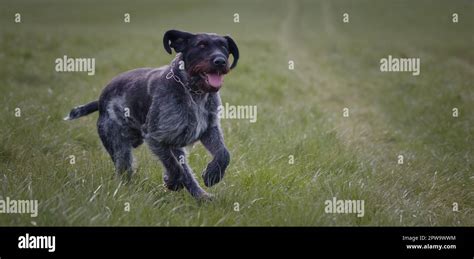 Sako the German wirehaired pointer hunting dog Stock Photo - Alamy