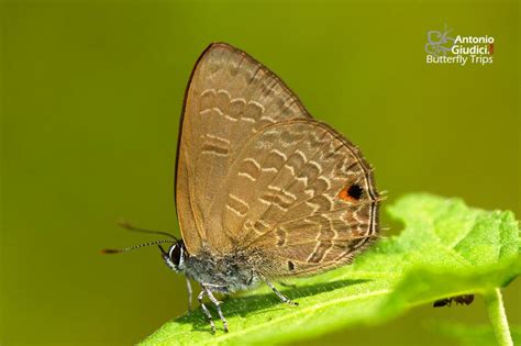 The Common Ciliate Blueผีเสื้อฟ้าขอบขนธรรมดาanthene Emolus Thai