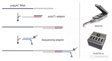 Nature Methods丨基于nanopore的direct Rna测序方法测评，你要不要来试试？ Grandomics 希望组