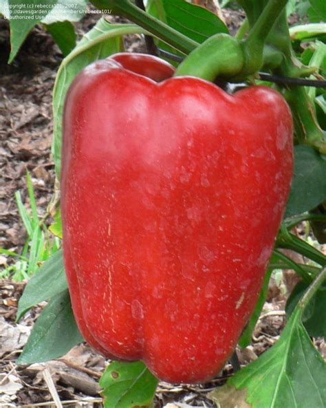 PlantFiles Pictures: Bell Pepper 'Red Beauty' (Capsicum annuum) by ...