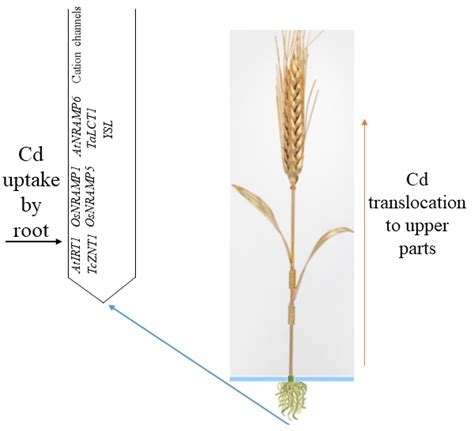 Wheat Plant Parts