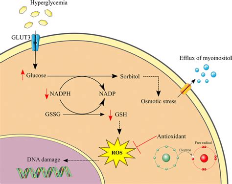 Overview Of The Polyol Pathway Hyperglycemia Causes Excessive Glucose