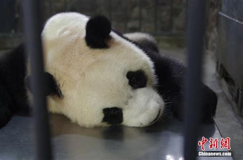 This Year S First Twin Pandas Born In SW China China Org Cn