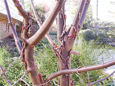 England Cinnamon Colored Peeling Bark Gives This Tree Interest In Any