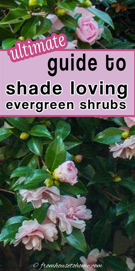 Evergreen Shrubs For Shade (That Look Good All Year)