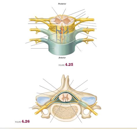 Meninges Spinal Cord Diagram Quizlet