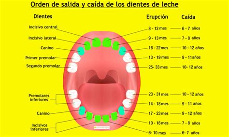 Cuándo salen las muelas Guía completa de edades