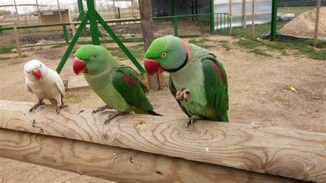 英動物園養1500隻鸚鵡，明星鸚鵡會唱流行歌，非洲鸚鵡講笑話 每日頭條