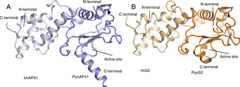 Figure 3 From Structures Of The Ultra High Affinity ProteinProtein