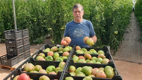 Francisco Taus Ya Compite Con Los Tomates De Marruecos Gracias A