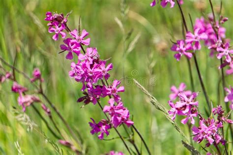 Wild Tall Grass Stock Image Image Of Summer Frame Wild 5182331