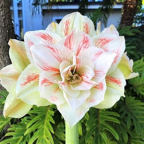 Amarylis Hippeastrum Nymph Lily Garden Cebulki Kwiatowe