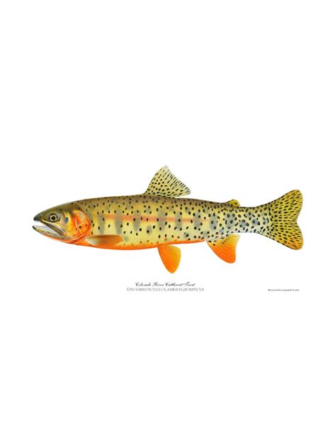 Colorado River Cutthroat Trout