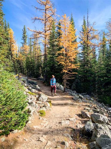 11 Great Larch Hikes In Alberta Travel Banff Canada