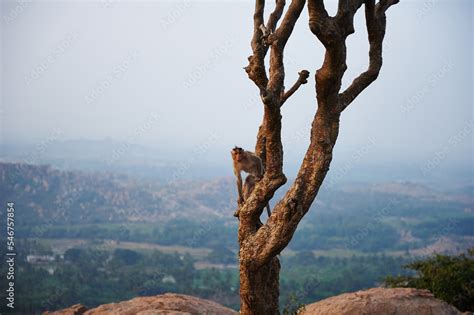 The Sacred Mountain Stock Photo | Adobe Stock