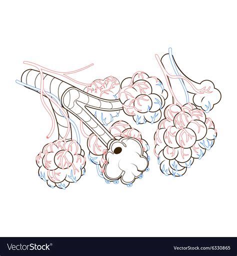 Alveoli Diagram Unlabeled