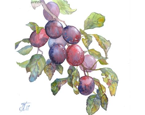 Plum Painting Original Watercolor Art Botanical Wall Art Fruit Etsy