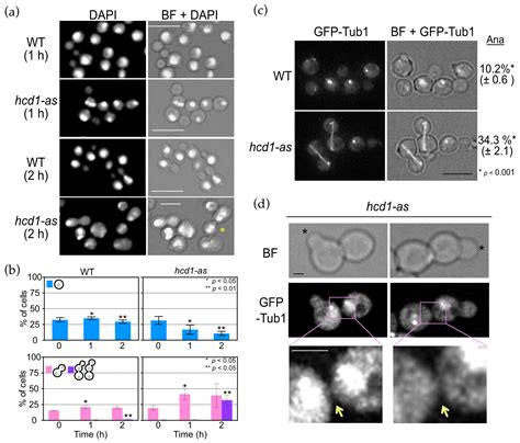 Cells Free Full Text Sin Like Pathway Kinases Regulate The End Of