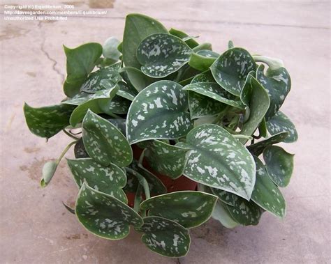 How To Grow A Satin Pothos Silver Leaf Pothos Houseplant 411