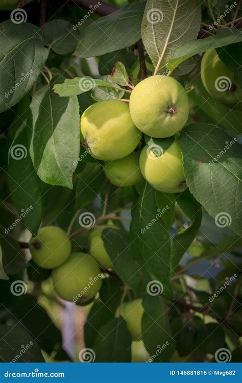 Frutas De Manzanas No Maduras En La Rama Del Rbol Foto De Archivo