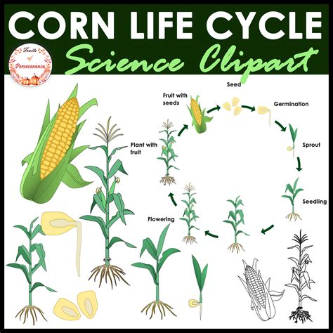 Corn Plant Life Cycle Clipart Maize Growth Stages Clip Art Made By Teachers