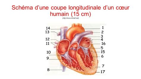 Le système circulatoire sanguin Diagram Quizlet