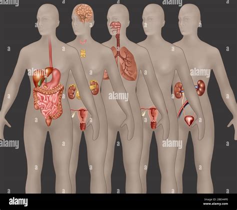 Organsysteme In Der Weiblichen Anatomie Fotos Und Bildmaterial In