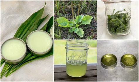 How to Make a Simple Plantain Salve For Burns, Bites, Eczema & More