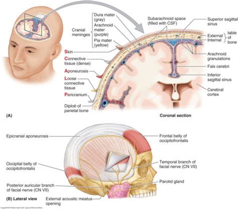 Traumatic Brain Injury Flashcards Quizlet