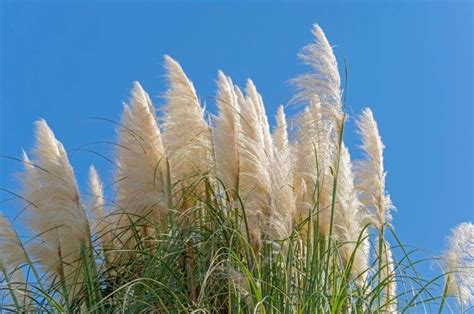 Kleines Pampasgras Pumila Cortaderia Selloana Pumila