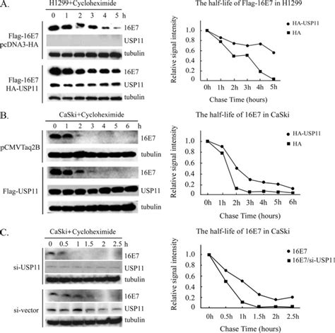 Usp11 Stabilizes Hpv 16e7 And Further Modulates The E7 Biological