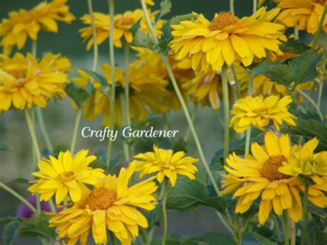 Plant Profile: Heliopsis - craftygardener.ca