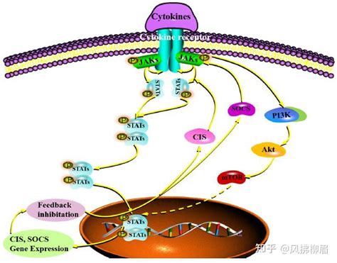 浅谈jak Stat信号通路及相关抑制剂 知乎