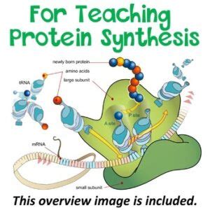 FREE Printable Codon Chart with Practice Worksheet and Diagrams ...