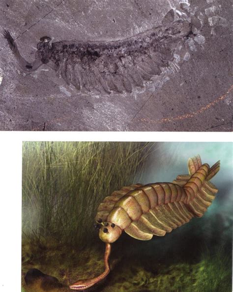 Solved Original Specimen And Reconstruction Of The Burgess