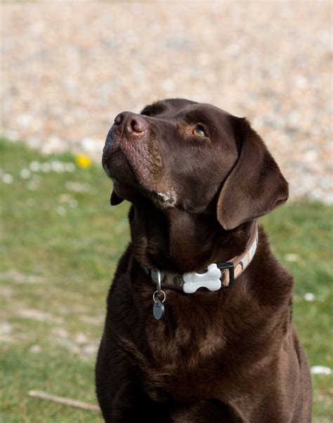 Labrador Dog Portrait Free Stock Photo Public Domain Pictures