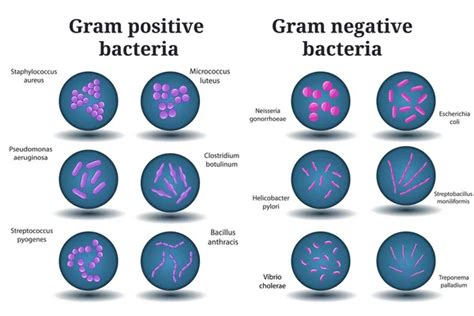 Structure Gram Positive Bacterium — Stock Vector © Sandro 183632186