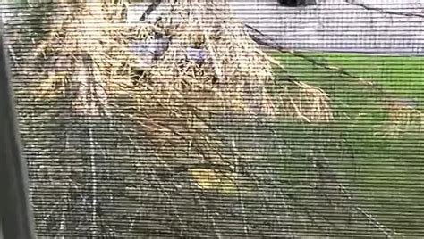 Vintage Gay Penis Pumps XHamster