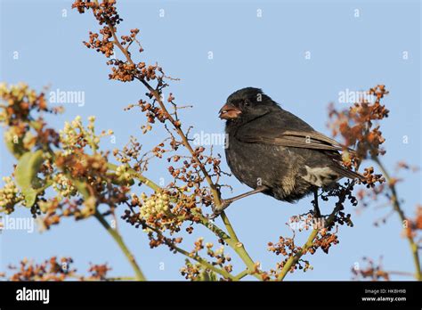 Small Ground Finch Geospiza Fuliginosa Male On Branch Tortuga Bay