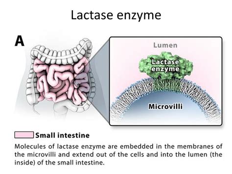 Ppt Evolution Of Lactase Persistence In Humans Powerpoint