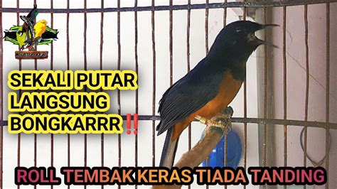 PANCINGAN MURAI BATU GACOR EMOSI BONGKAR ISIAN BIKIN MURAI BATU MALAS